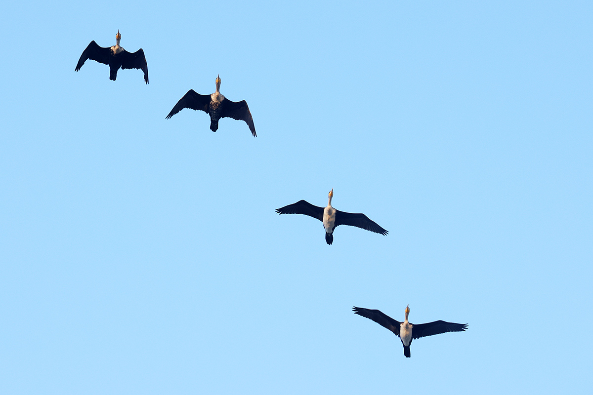 Great Cormorant